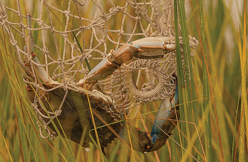 Crab in net
